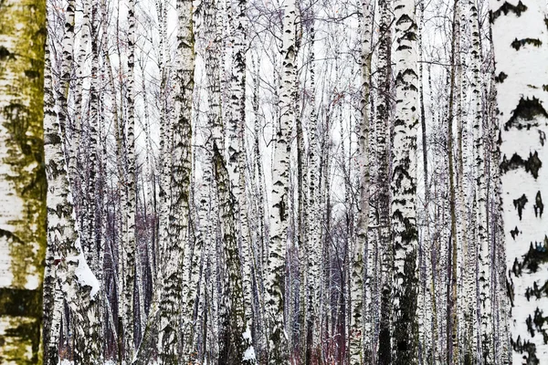 Holé březové stromy v zimě — Stock fotografie