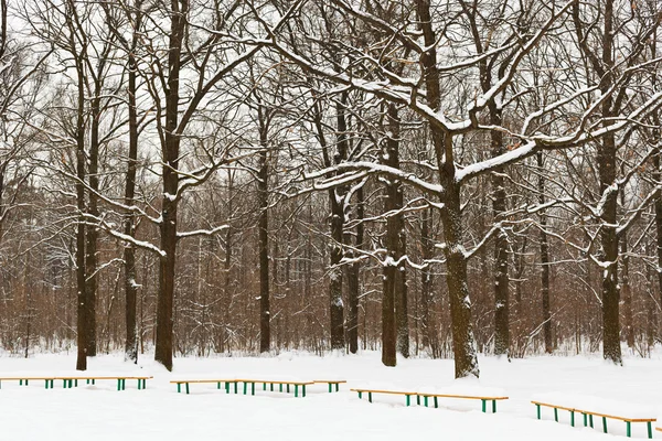 Bancos cubiertos de nieve y árboles en el parque de la ciudad —  Fotos de Stock