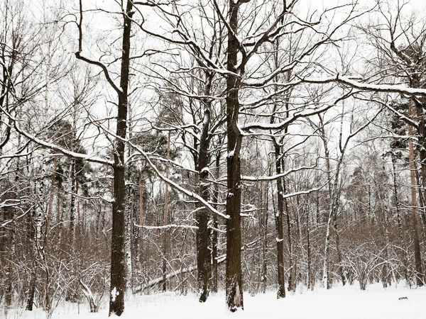 Снежные дубы и сосны в зимнем лесу — стоковое фото