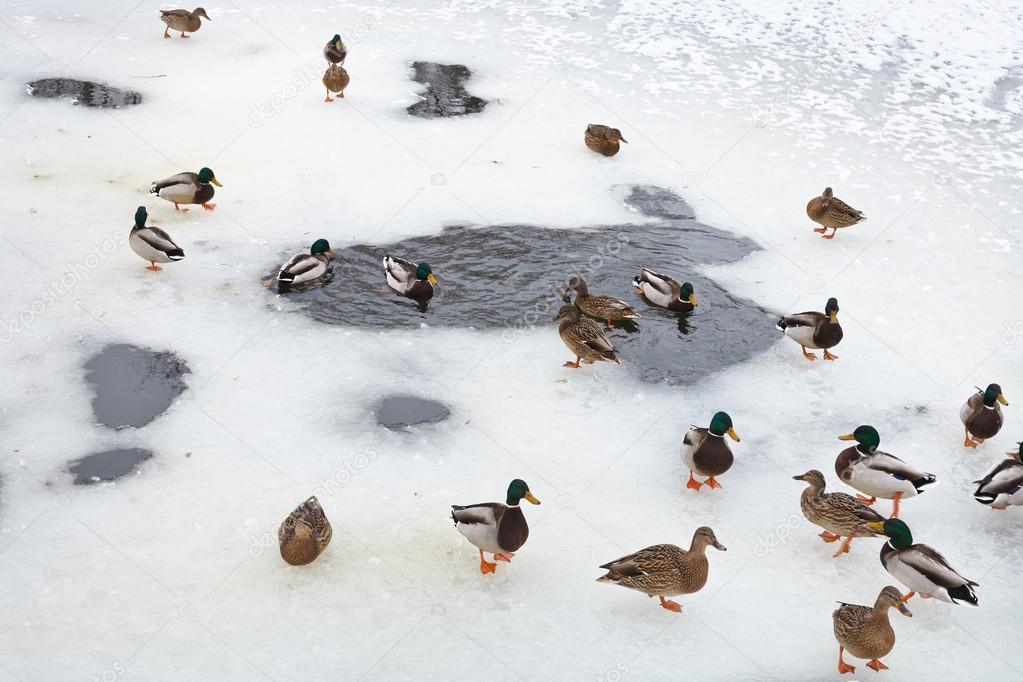 flock of ducks near ice hole in frozen lake