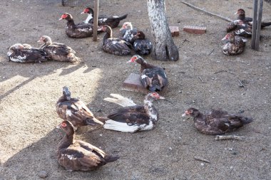 kümes hayvanları yarda üzerinde birçok evcil ördekler