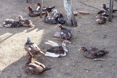 many domestic ducks on poultry yard clipart