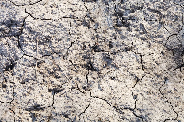 Background from dried ground in garden — Stock Photo, Image