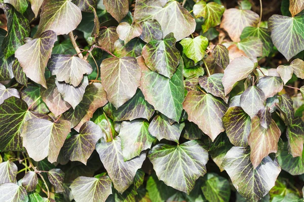 Ivy-lehtien luonnollinen tausta — kuvapankkivalokuva