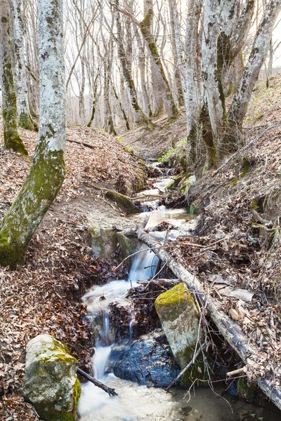Ruisseau dans les bois de montagne au printemps — Photo