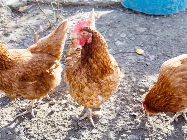 Rote Hühner im Garten im Hinterhof — Stockfoto