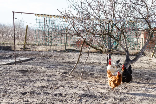 Hühner in Hinterhofgärten im Frühling — Stockfoto