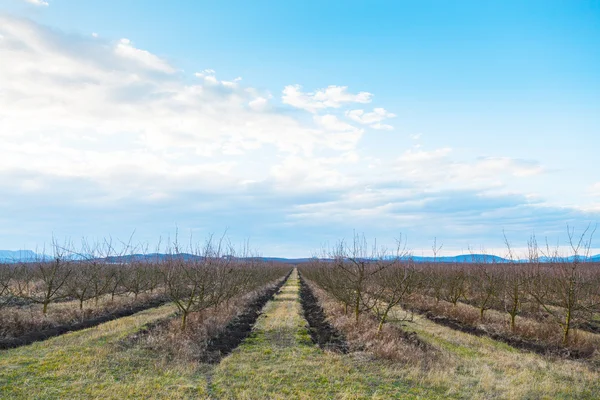 Pommiers nus dans le verger au début du printemps — Photo