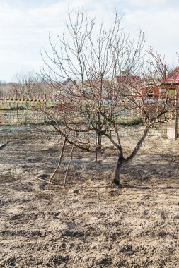 çıplak elma ağacı köy arka bahçelerde