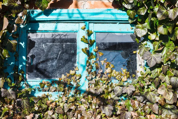 Vecchia piccola finestra di legno circondata da edera — Foto Stock