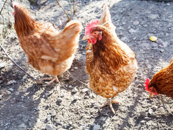 Rote Hühner im Hinterhof des Dorfes — Stockfoto