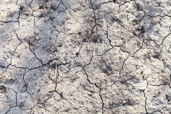 Background from dried land in garden — Stock Photo, Image