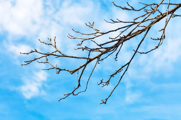 Bare quince tree twig with blue sky background — Stock Photo, Image