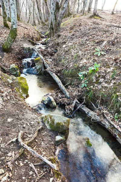 Stream in bergbos in het voorjaar van — Stockfoto