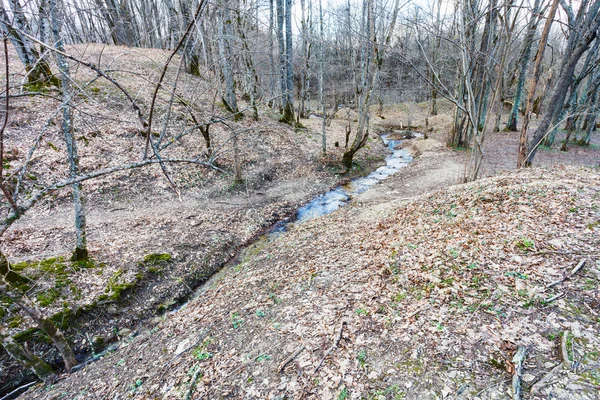 Horská krajina s potokem v lesích na jaře — Stock fotografie