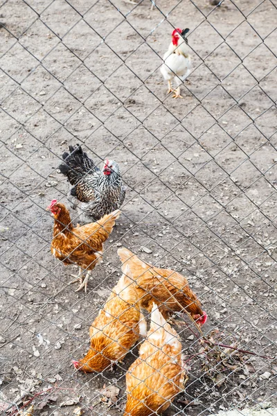 Hühnerherde auf Hinterhof — Stockfoto
