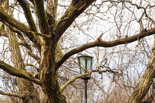 Lanterne extérieure entre les branches de saule nu — Photo