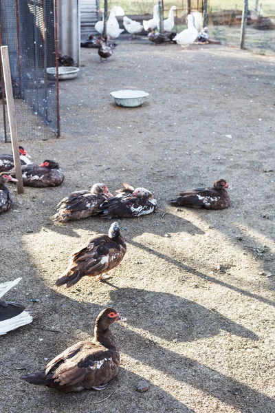 Geflügelhof mit Enten und Gänsen — Stockfoto