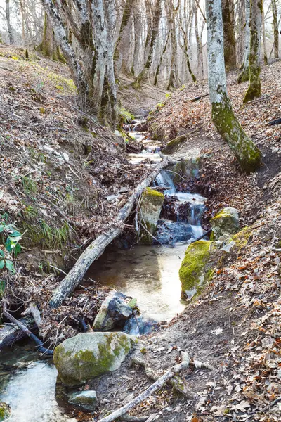 Pittoresque avec ruisseau dans la forêt de montagne au printemps — Photo
