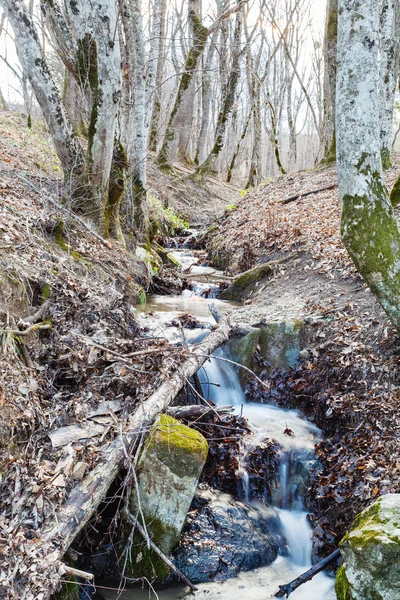 Pittoresque avec ruisseau dans les bois de montagne au printemps — Photo