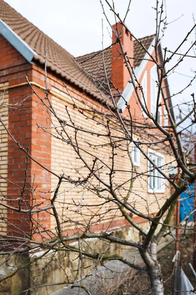 Bare apple tree on country house backyard in spring — Stock Photo, Image