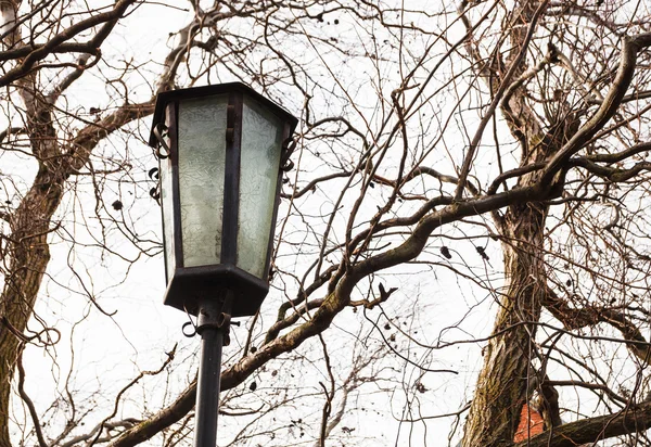 Outdoor lantern and bare willow tree in spring — Stock Photo, Image