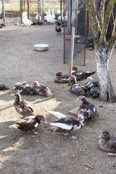 Geflügelhof mit Enten und Gänsen im Dorf — Stockfoto