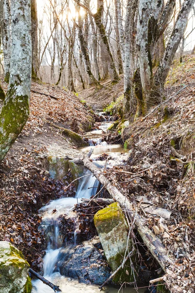 Malerisch mit Bach im Bergwald im Frühling — Stockfoto