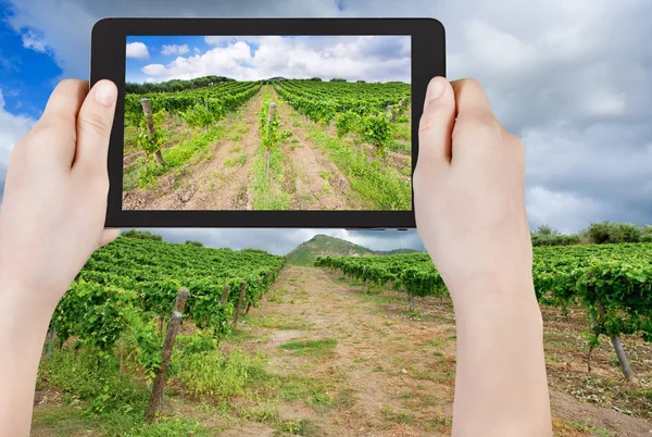 Tourist taking photo of vineyard under clouds — Stock Photo, Image