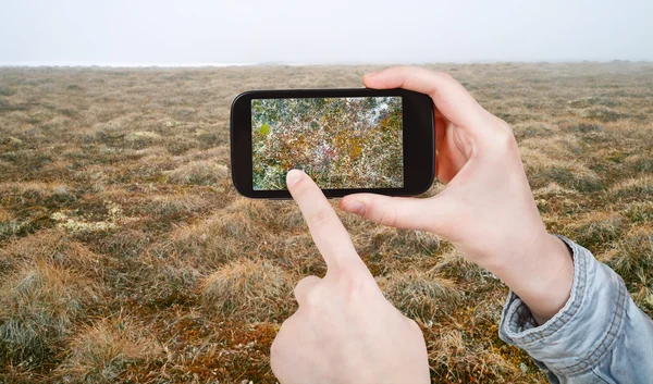 Turista tomando fotos de la planta en la tundra ártica —  Fotos de Stock