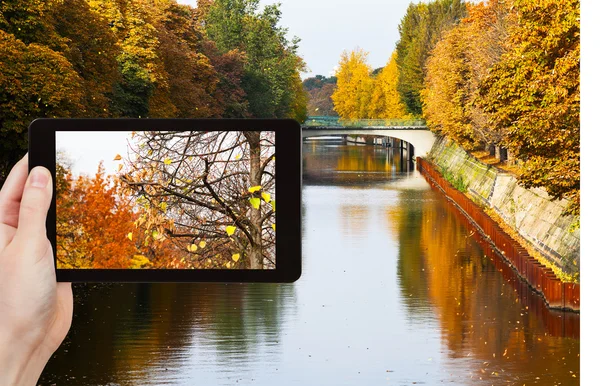 Turista tomando fotos de árbol cerca del canal landwehr —  Fotos de Stock