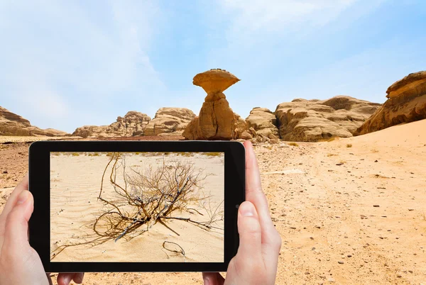 Turista tirar fotos de saxaul no deserto de Wadi Rum — Fotografia de Stock