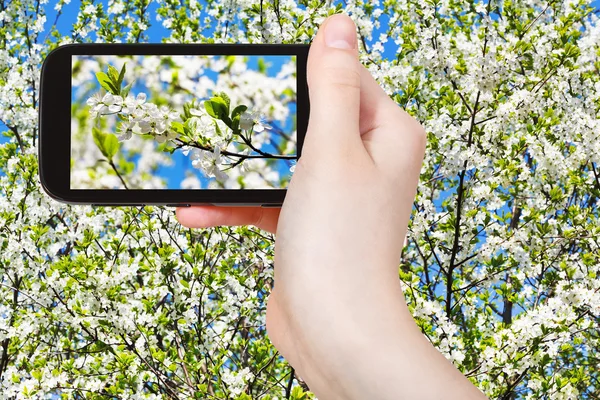 Turist med foto av twig cherry Blossom — Stockfoto