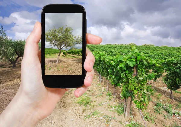 Turista tomando fotos de olivar, Italia — Foto de Stock