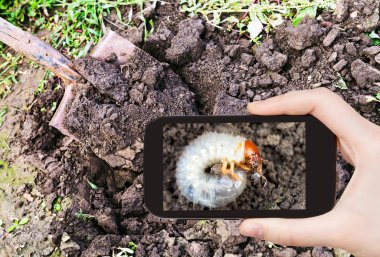 Adam alarak fotoğraf cockchafer bahçesinde grub