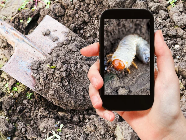 Uomo che scatta foto di larva di cockchafer in giardino — Foto Stock