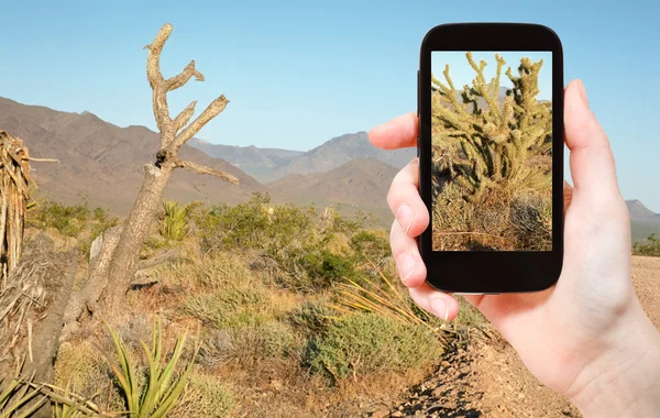 Turista tirar fotos de cacto no deserto de Mojave — Fotografia de Stock