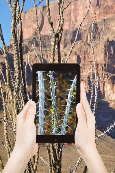 Toeristische schieten van de foto's voor cactus in de Grand Canyon — Stockfoto