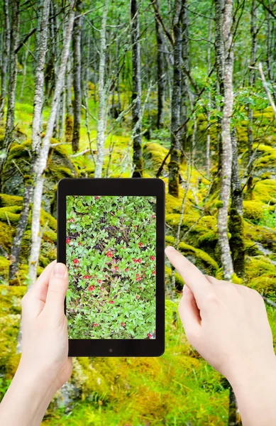 Tourist taking photo of wild forest in Norway — Stock Photo, Image