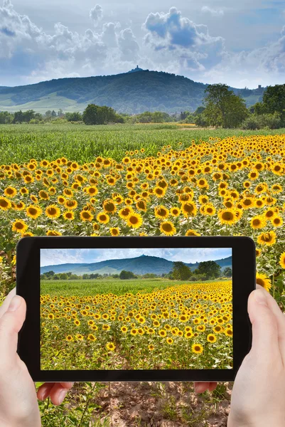 Touristin fotografiert Sonnenblumenfelder im Elsass — Stockfoto