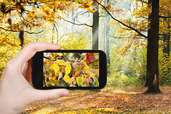 Tourist taking photo of autumn forest — Stock Photo, Image