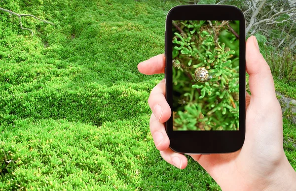 Tourist taking photo of snail on green algae — Stock Photo, Image