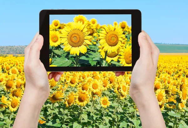 Tourist taking photo sunflower blooms and fileld — Stock Photo, Image