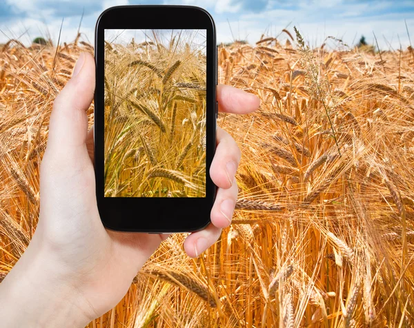 Tourist taking photo of golden wheat field — Stock Photo, Image