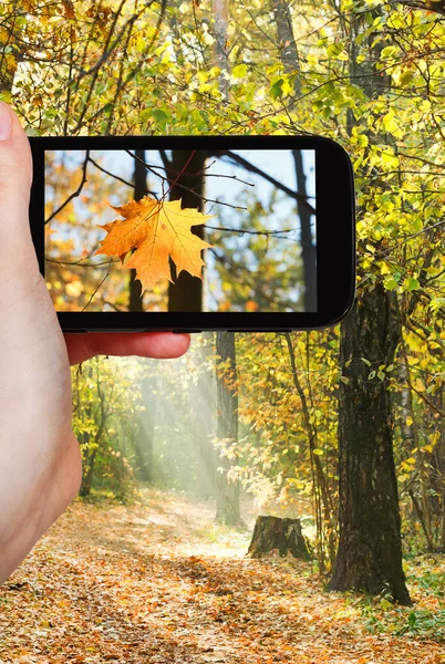 Toeristische nemen foto van maple leaf in herfst bos — Stockfoto