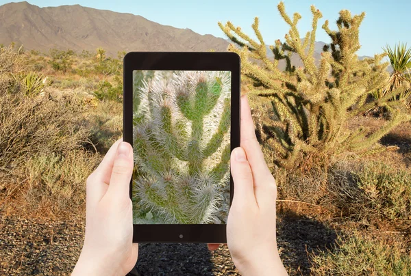 Toeristische schieten van de foto's voor cactus in Mohave woestijn — Stockfoto