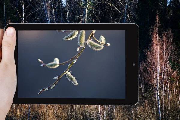Turist med foto av willow catkins under våren — Stockfoto