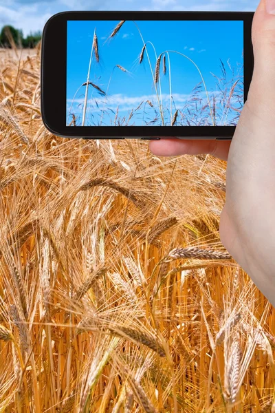 Tourist taking photo of ripe wheat field — Stock Photo, Image