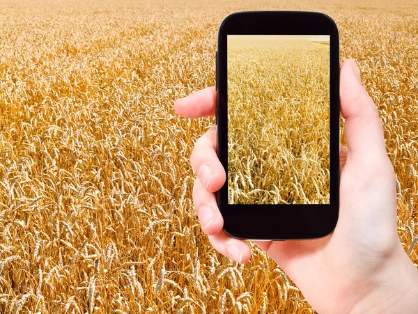 Turista scattare foto di campo di grano maturo — Foto Stock