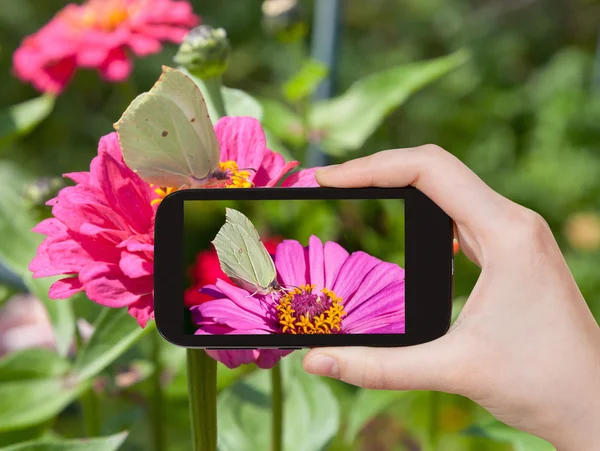 Turistické brát fotografie motýl Žluťásek — Stock fotografie